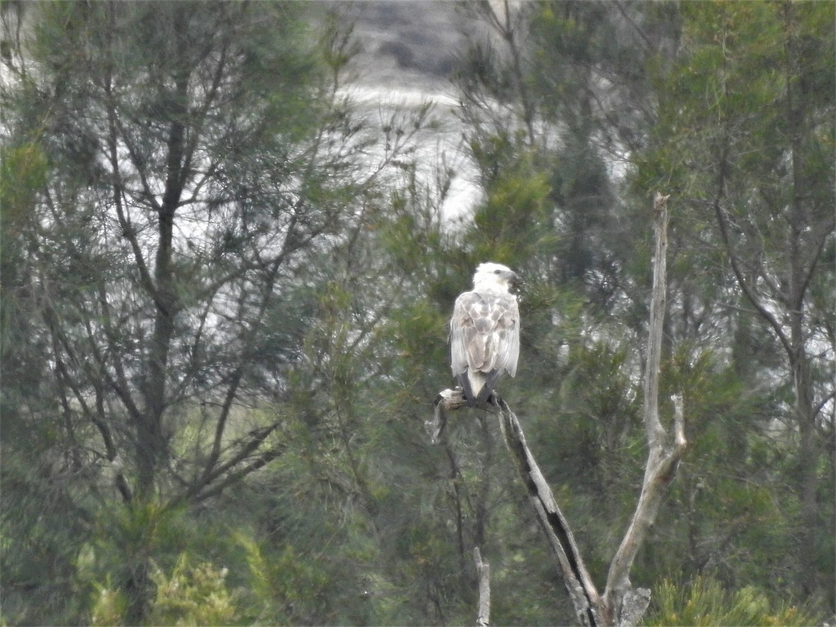 White-bellied Sea-Eagle - ML285296751