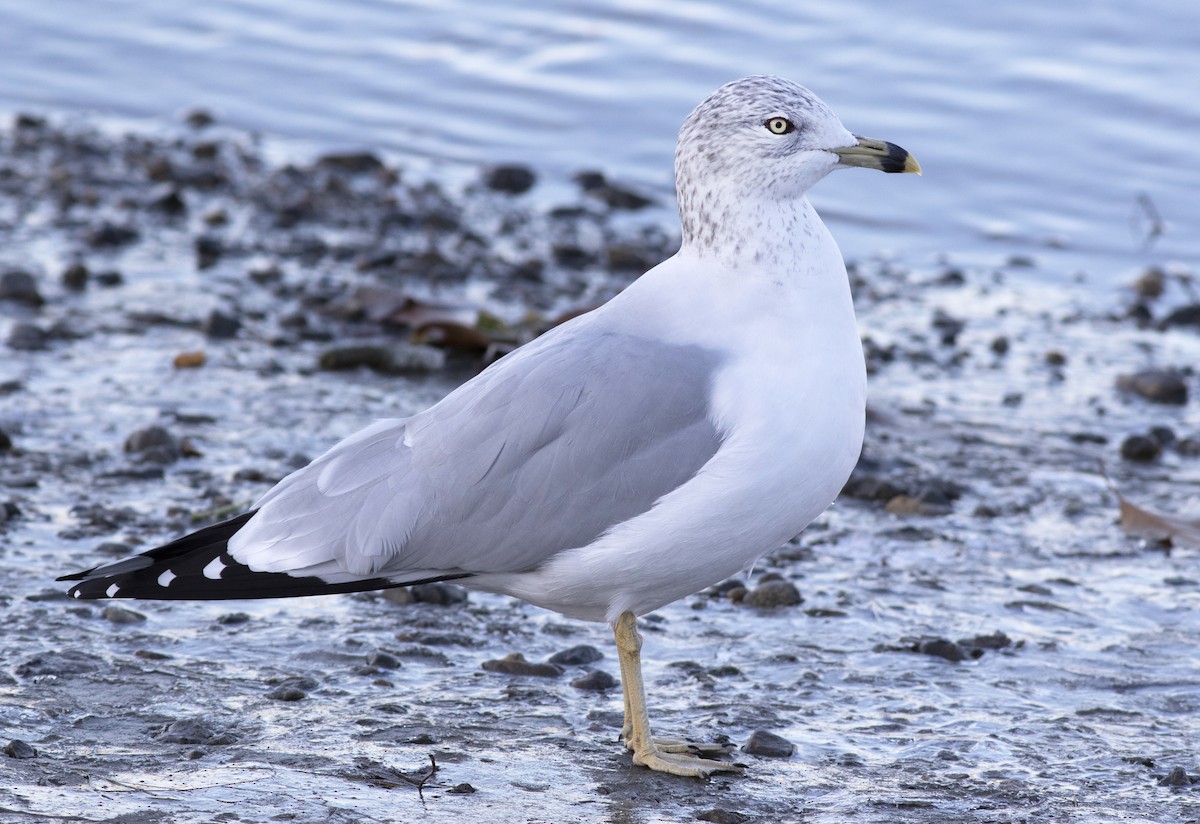 Ring-billed Gull - ML285298481