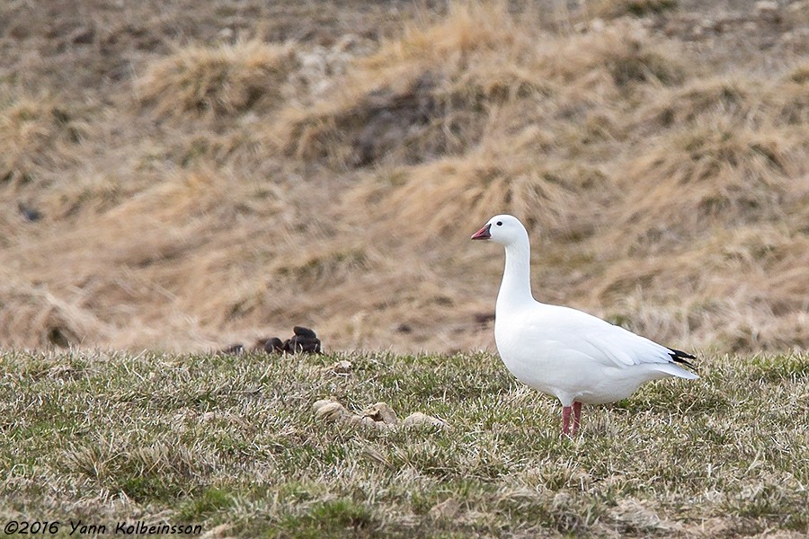 Ross's Goose - ML28529911