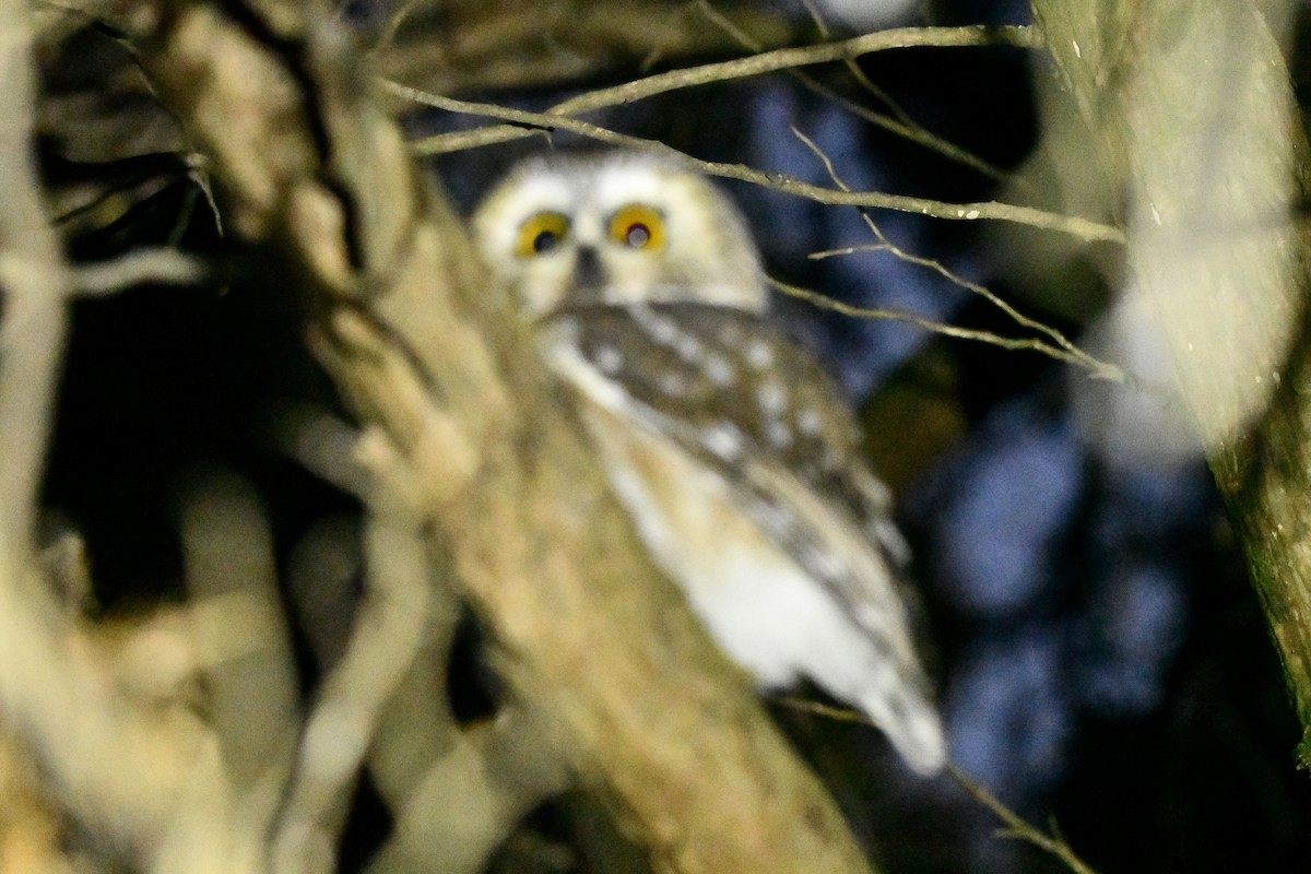 Northern Saw-whet Owl - ML285300671