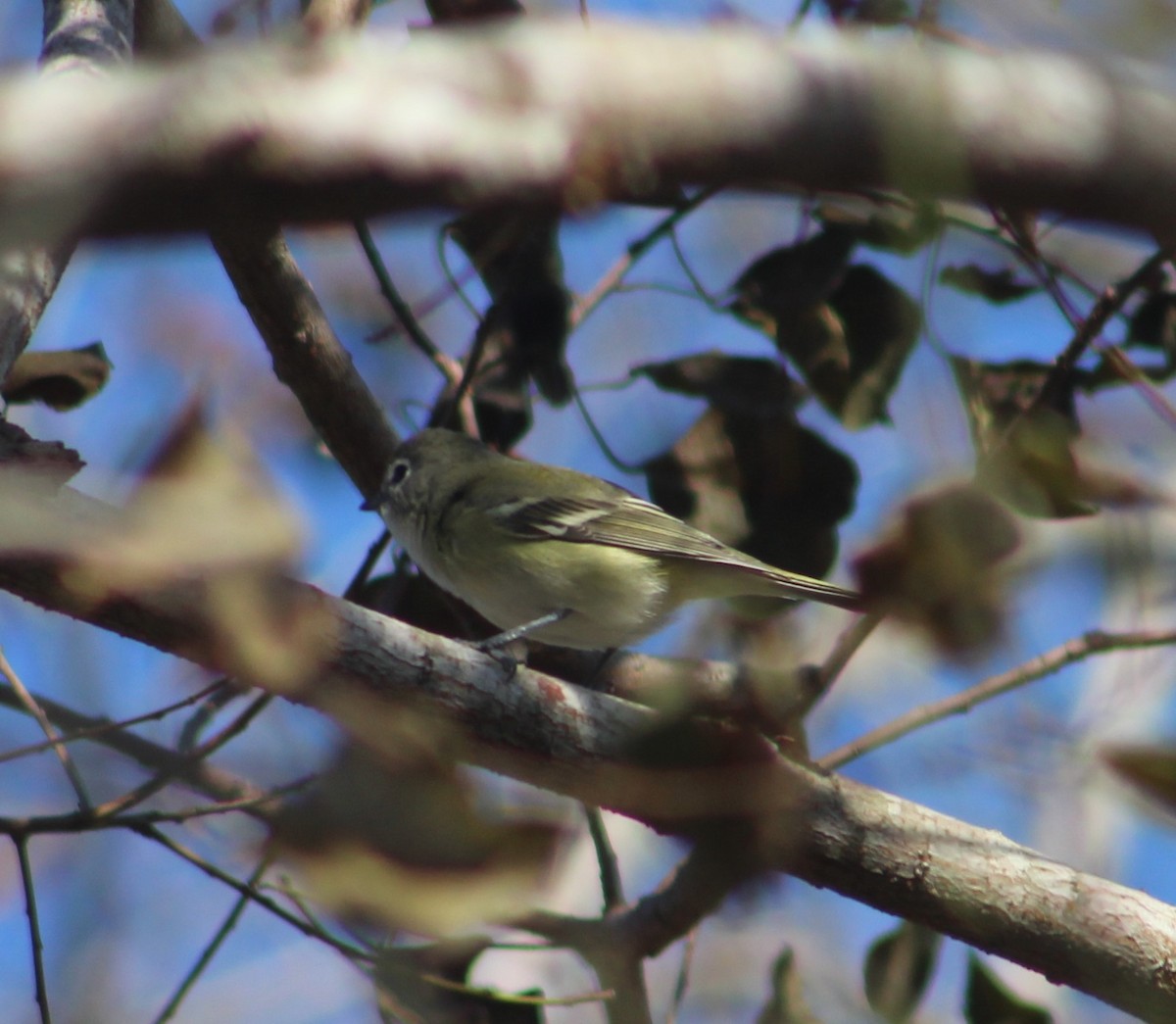 Cassin's/Blue-headed Vireo - ML285301551