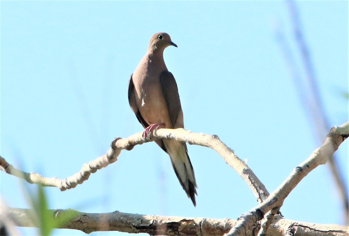 Mourning Dove - ML285302041