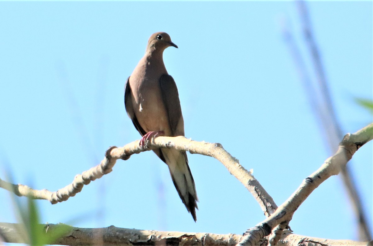 Mourning Dove - ML285302051