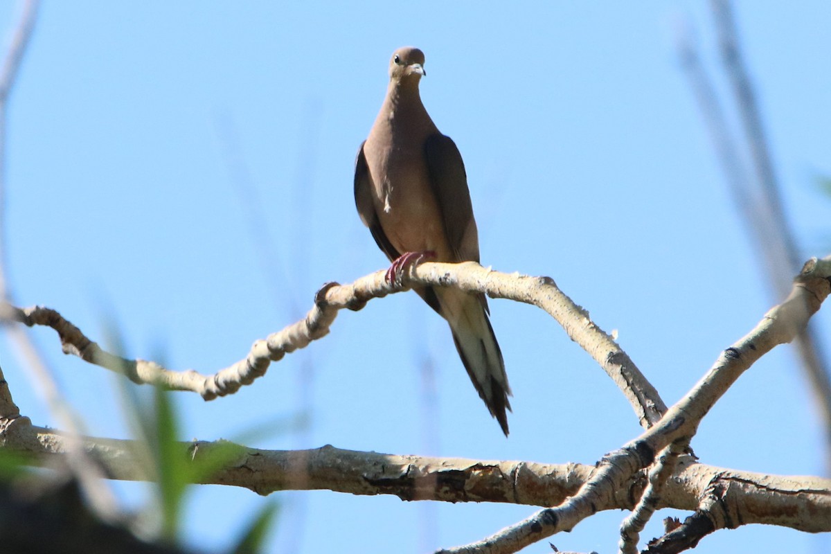 Mourning Dove - Diane Eubanks