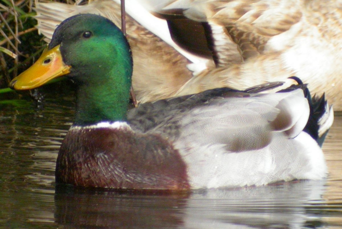 Mallard (Domestic type) - Mat Gilfedder