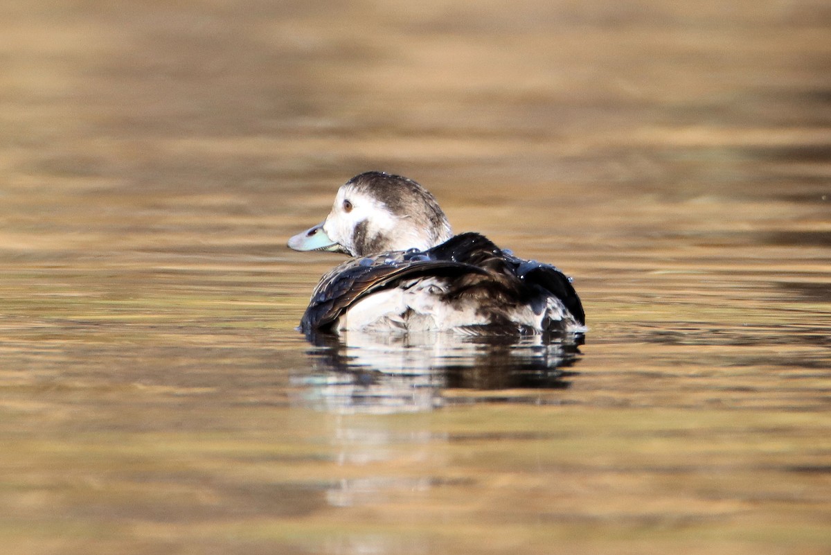 Long-tailed Duck - ML285304871