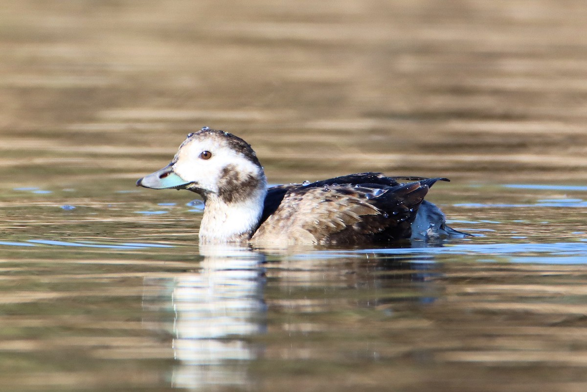 Long-tailed Duck - ML285304891
