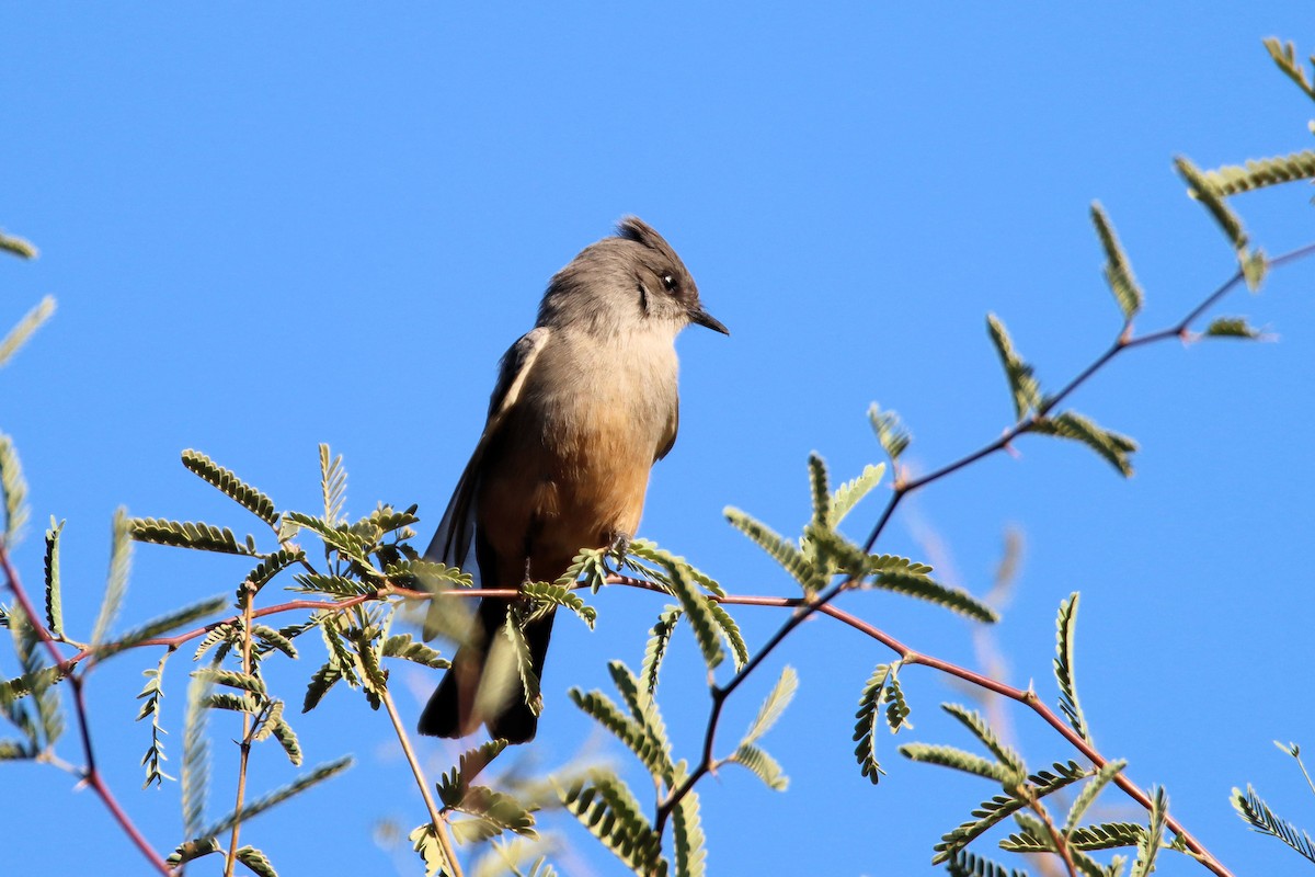 Say's Phoebe - Diana Spangler