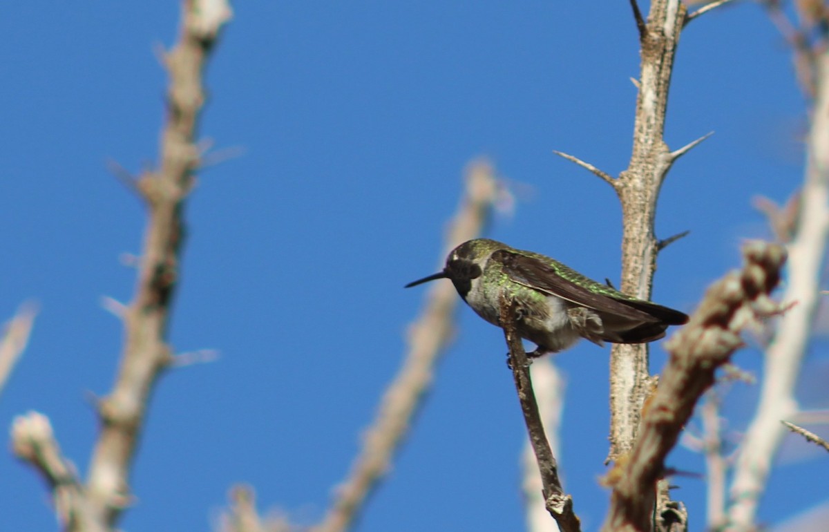 Anna's Hummingbird - ML285306901