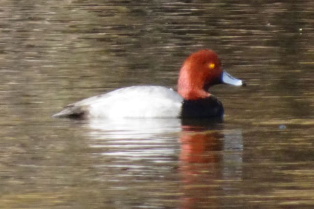 Redhead - Janice Andersen