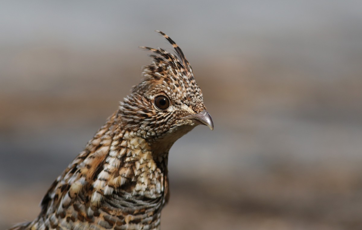 Ruffed Grouse - Jay McGowan