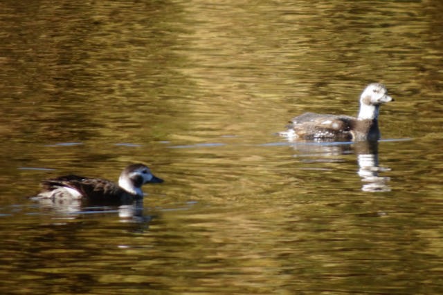 Long-tailed Duck - ML285307011