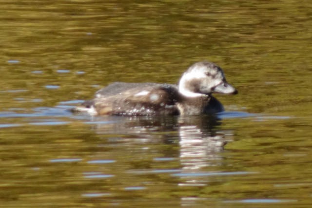 Long-tailed Duck - ML285307021