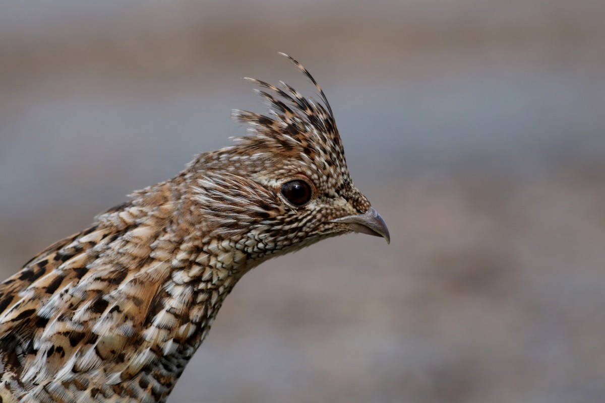 Ruffed Grouse - Jay McGowan