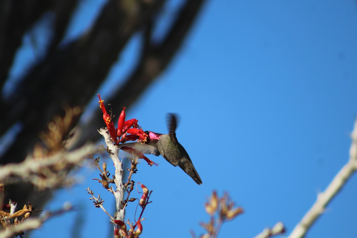 Anna's Hummingbird - ML285307231