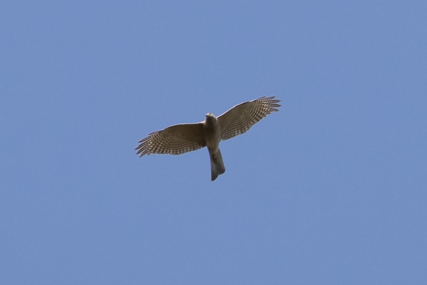 Collared Sparrowhawk - ML285307461