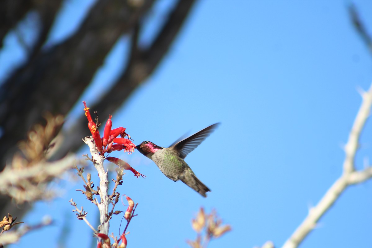 rødmaskekolibri - ML285307481