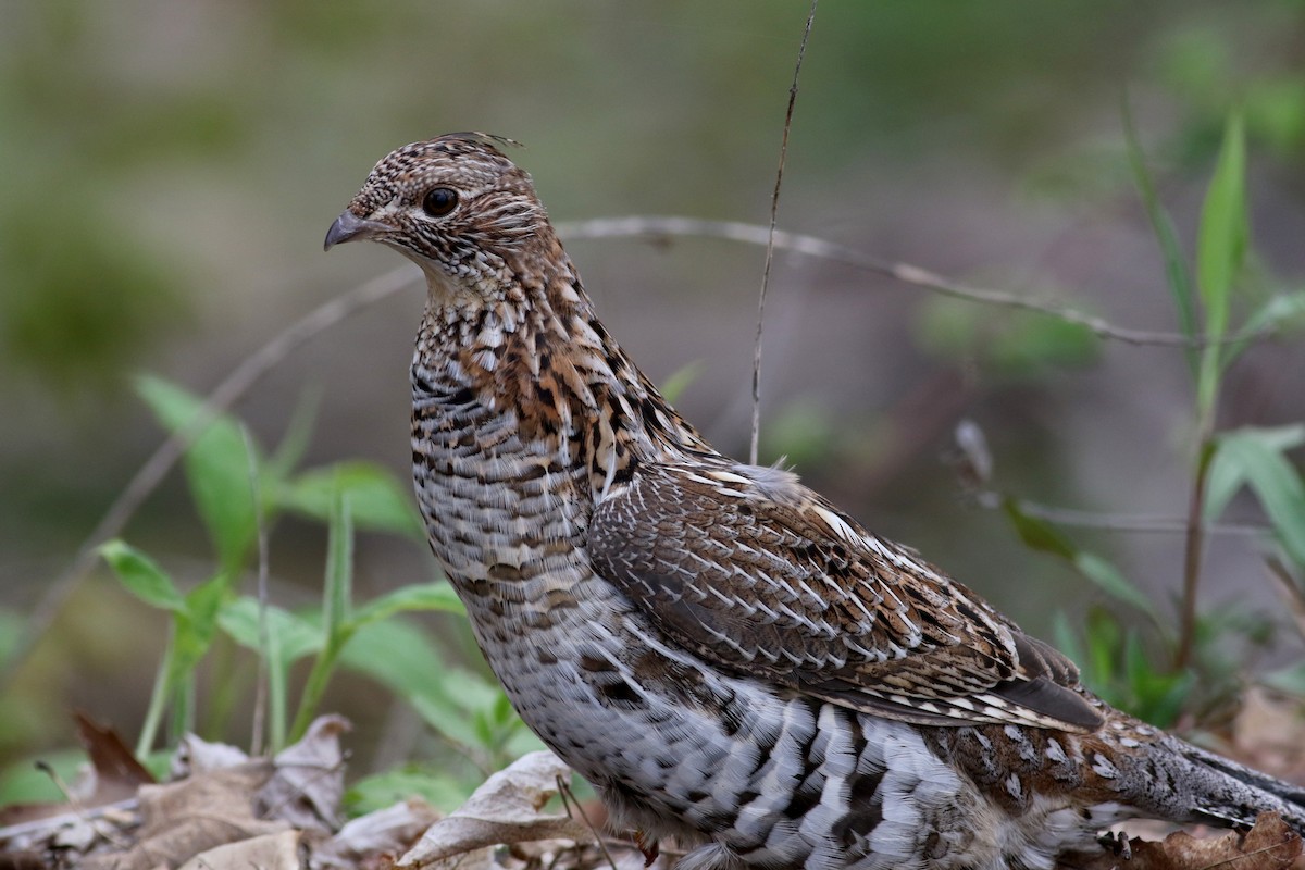 Ruffed Grouse - Jay McGowan