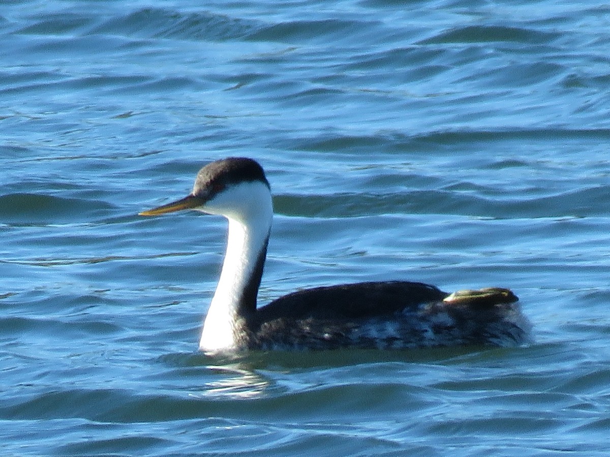 Western Grebe - ML285308651