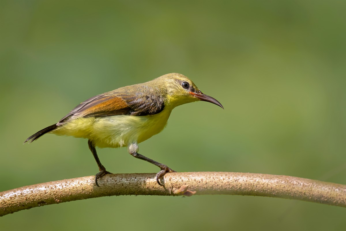 Crimson-backed Sunbird - ML285308731