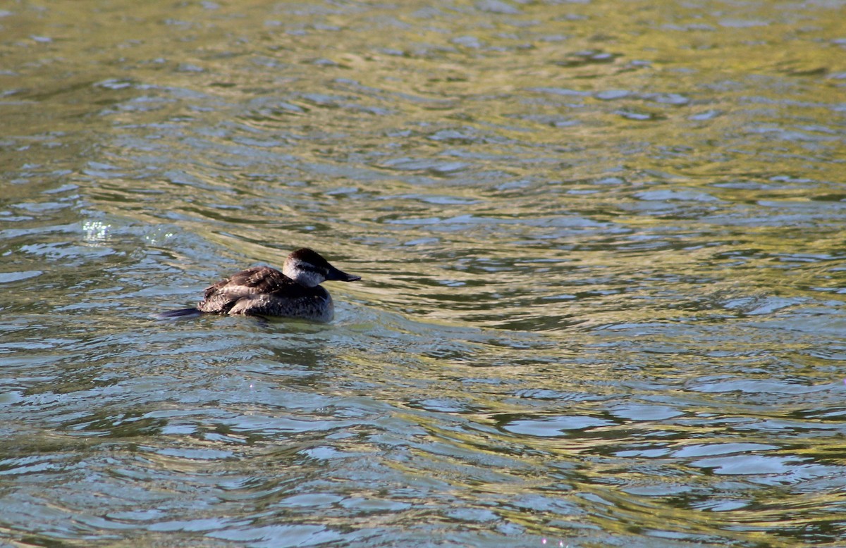 Ruddy Duck - Sara Alcalá Jiménez