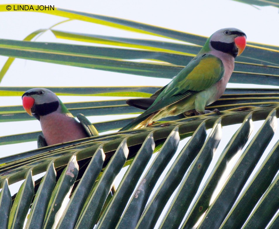 Red-breasted Parakeet - Sujith V Gopalan