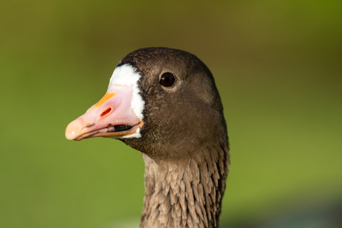 Greater White-fronted Goose - ML285310671
