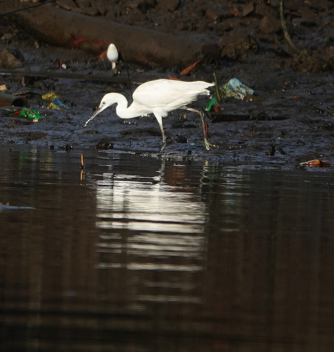 Little Egret - ML285312631