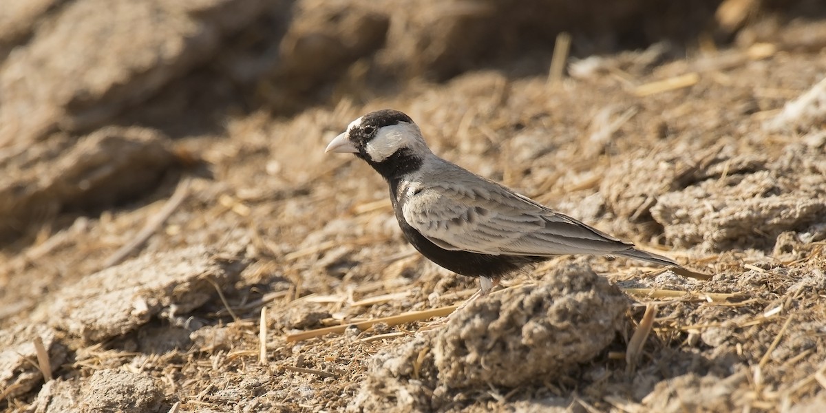 Black-crowned Sparrow-Lark - ML285313271