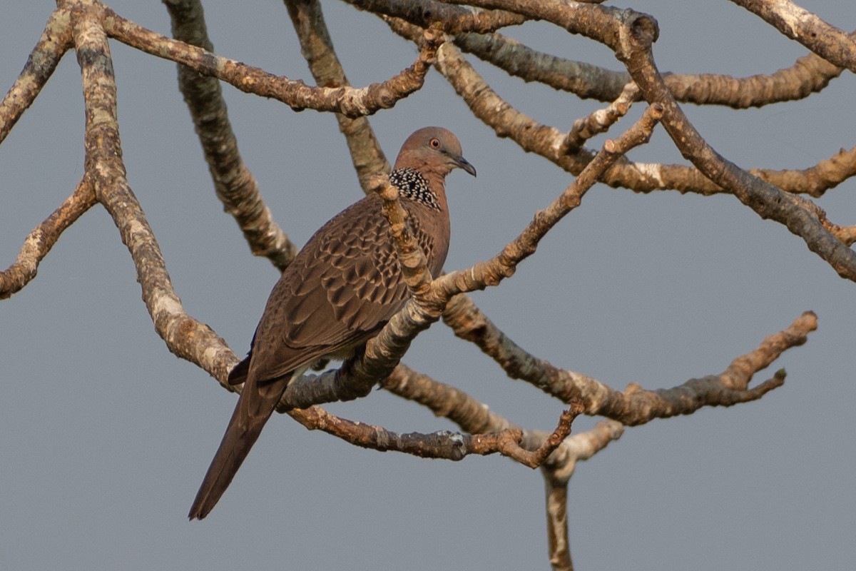 Spotted Dove - ML285313481