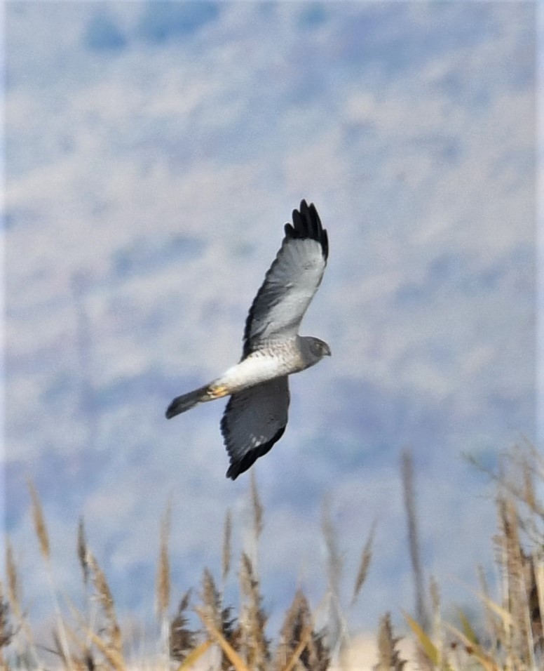 Northern Harrier - ML285317541