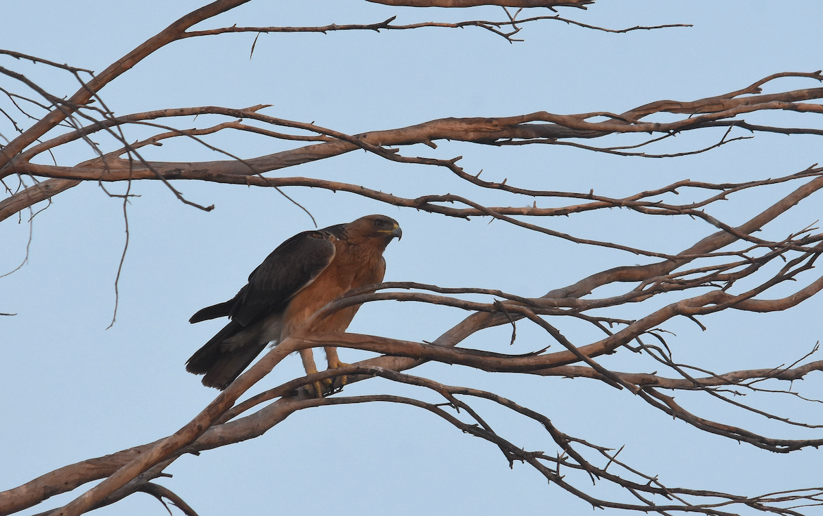 orel jestřábí - ML285318331