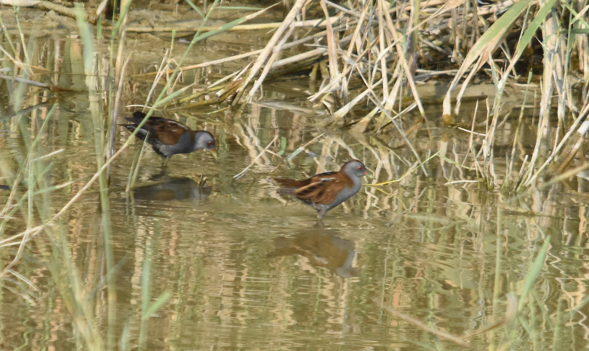 Little Crake - ML285318891