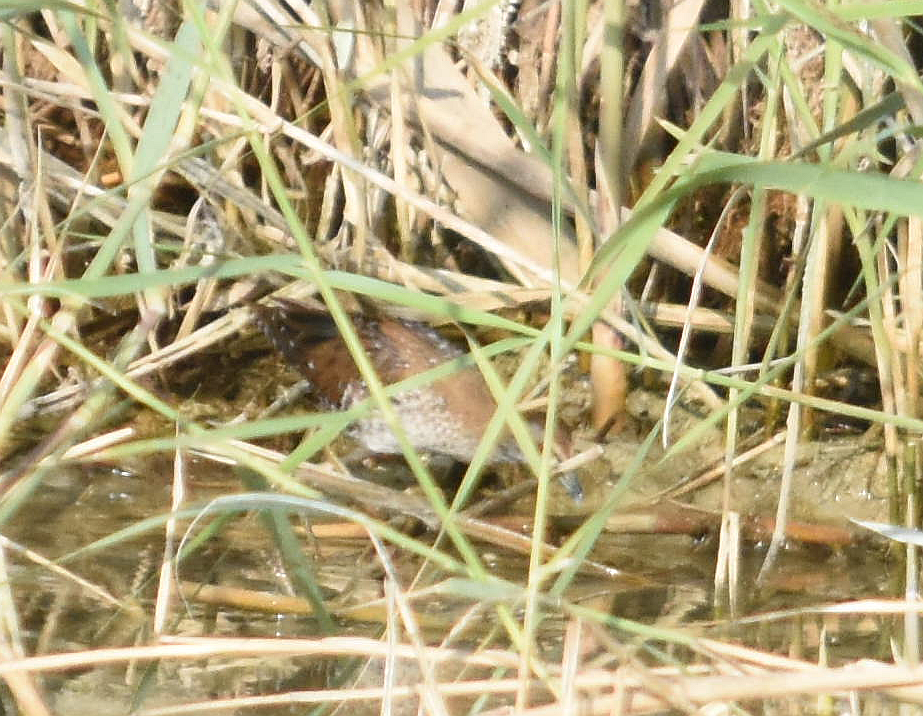 chřástal nejmenší - ML285318911