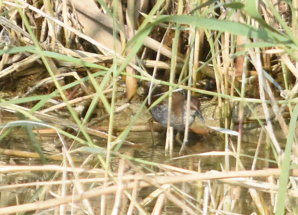 Baillon's Crake - ML285318921