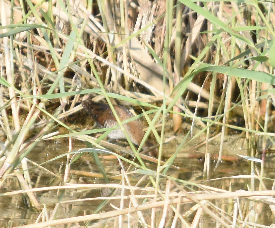 chřástal nejmenší - ML285318941