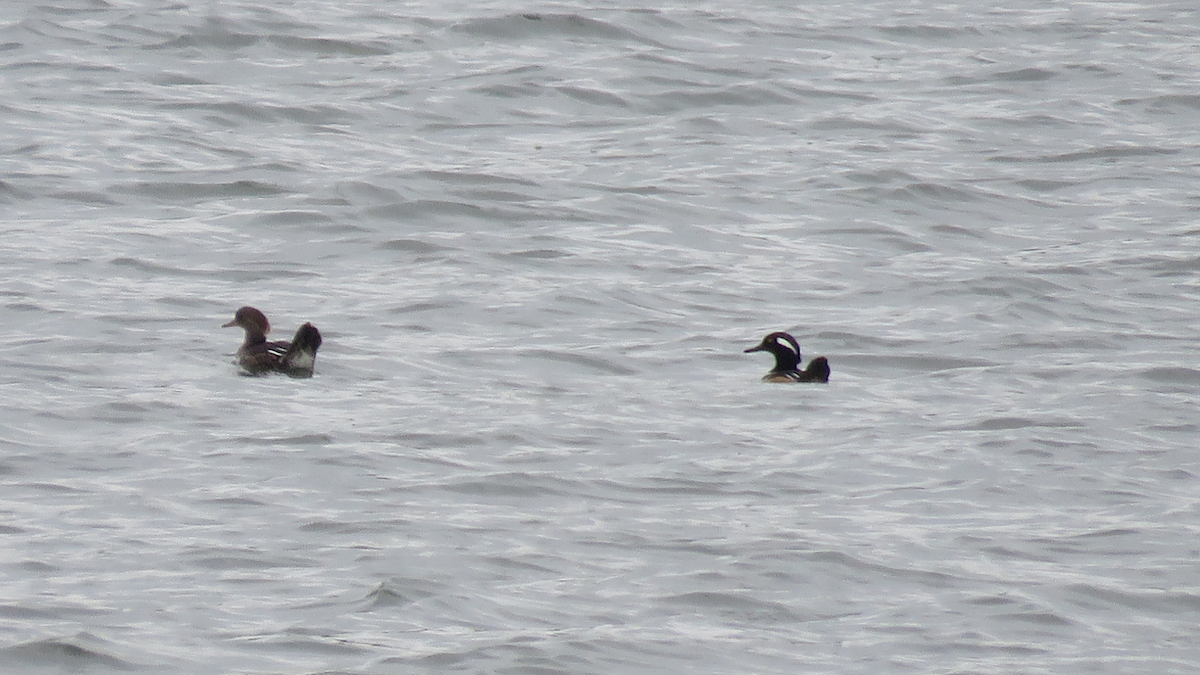 Hooded Merganser - ML28531911