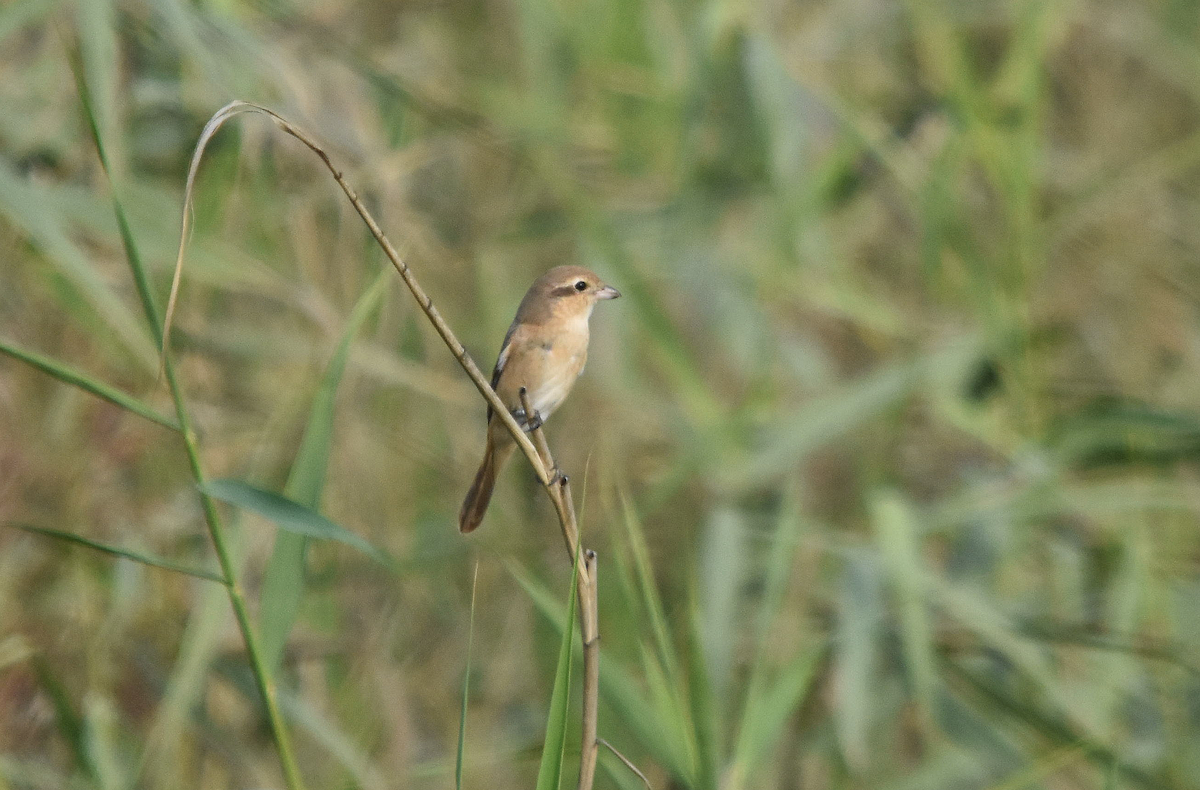 ťuhýk mongolský - ML285319161