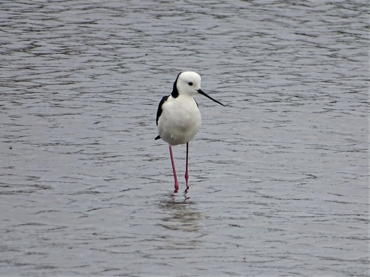 Pied Stilt - ML285319251