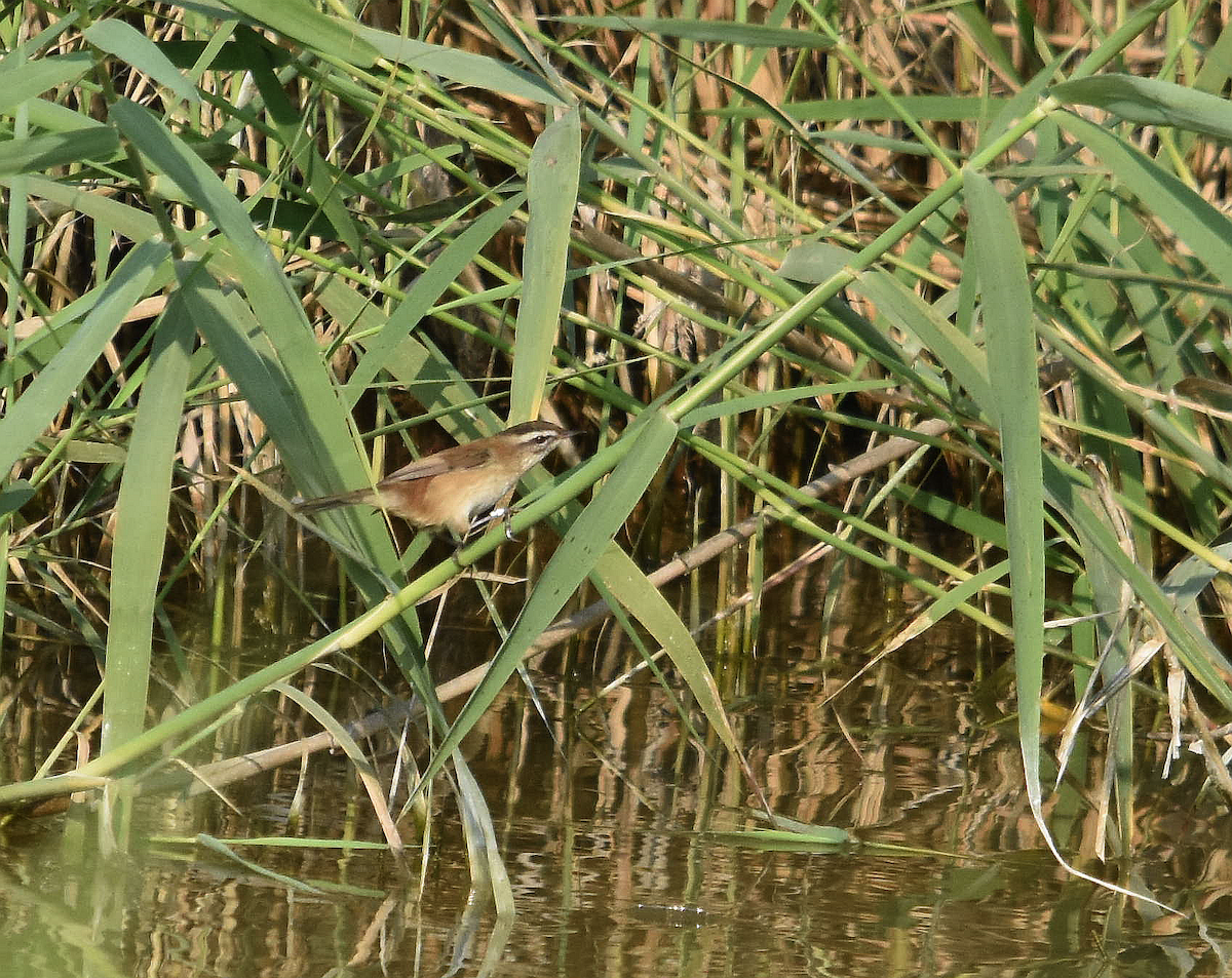 rákosník tamaryškový - ML285319271