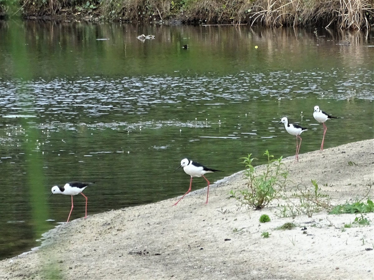 Pied Stilt - ML285319281