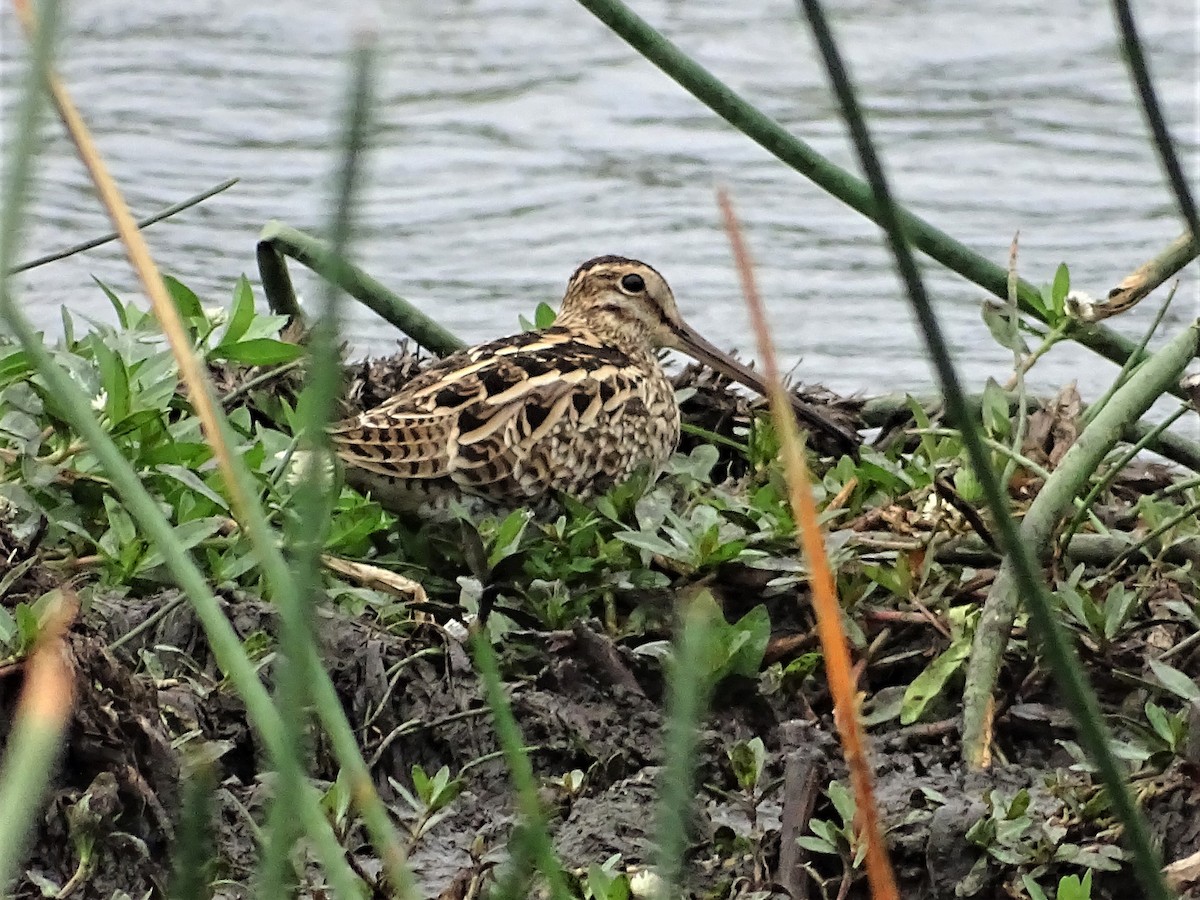 Latham's Snipe - ML285319311