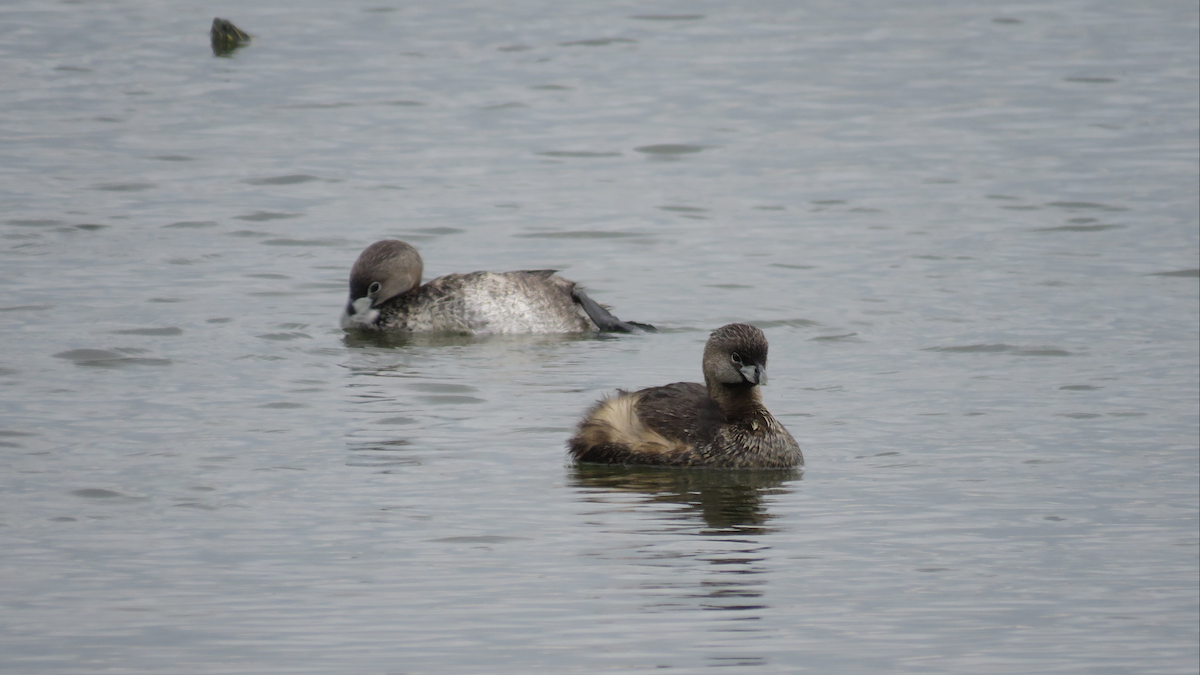 Pied-billed Grebe - ML28531941