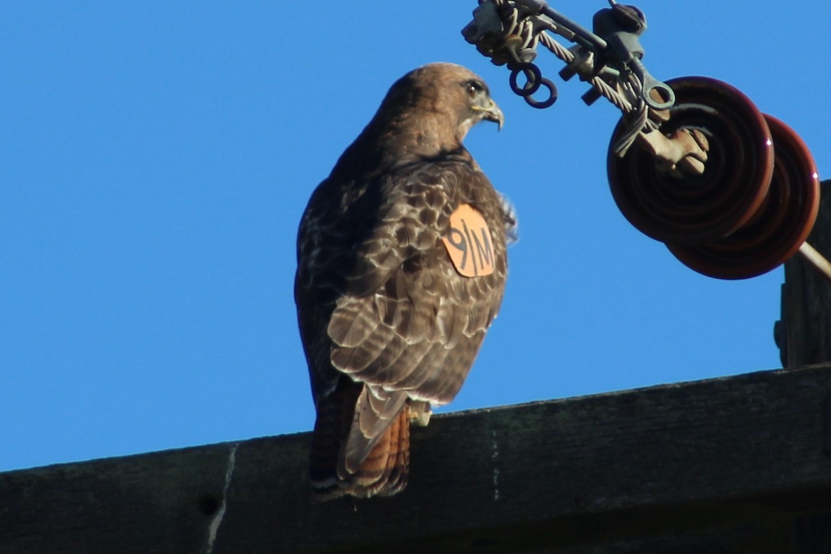 Red-tailed Hawk - ML285319441