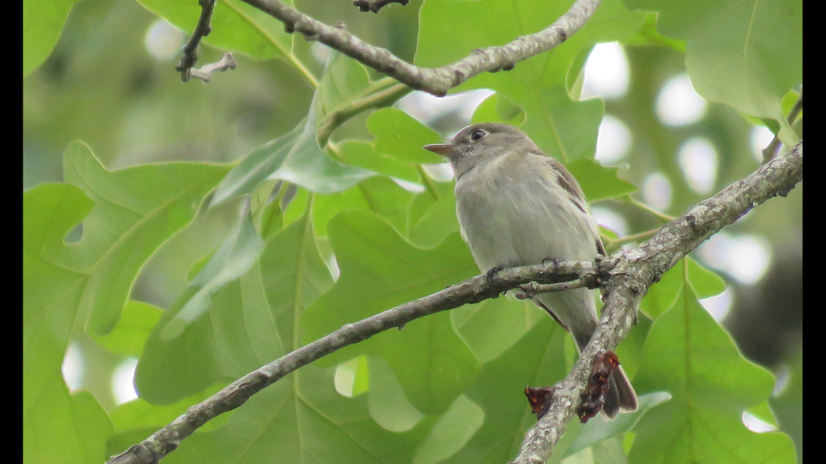 Least Flycatcher - Ruben  Stoll