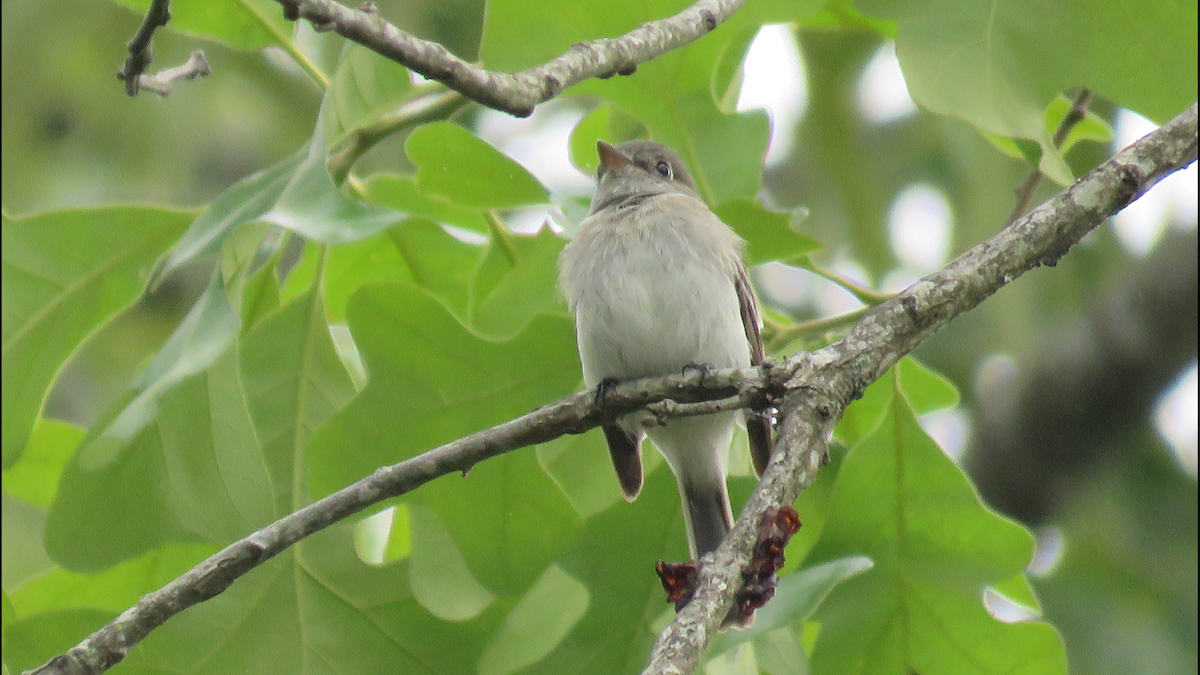 Least Flycatcher - ML28532021