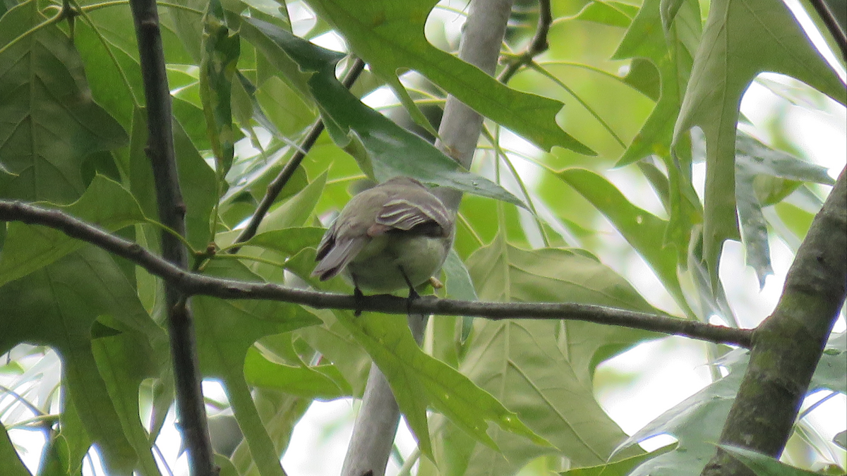 Least Flycatcher - ML28532041