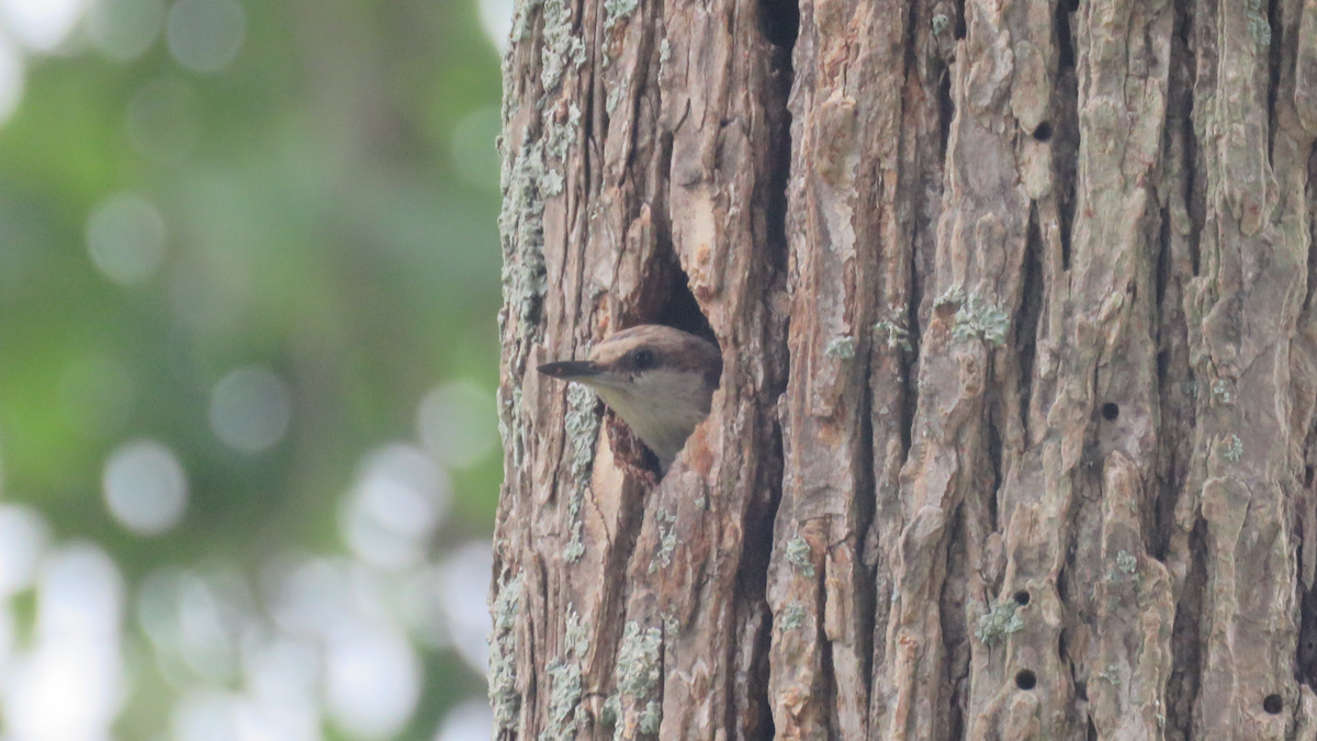 Brown-headed Nuthatch - ML28532051
