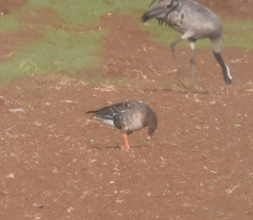 Tundra Bean-Goose - ML285320591