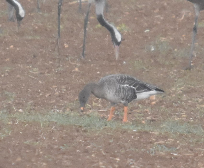 Tundra Bean-Goose - ML285320611